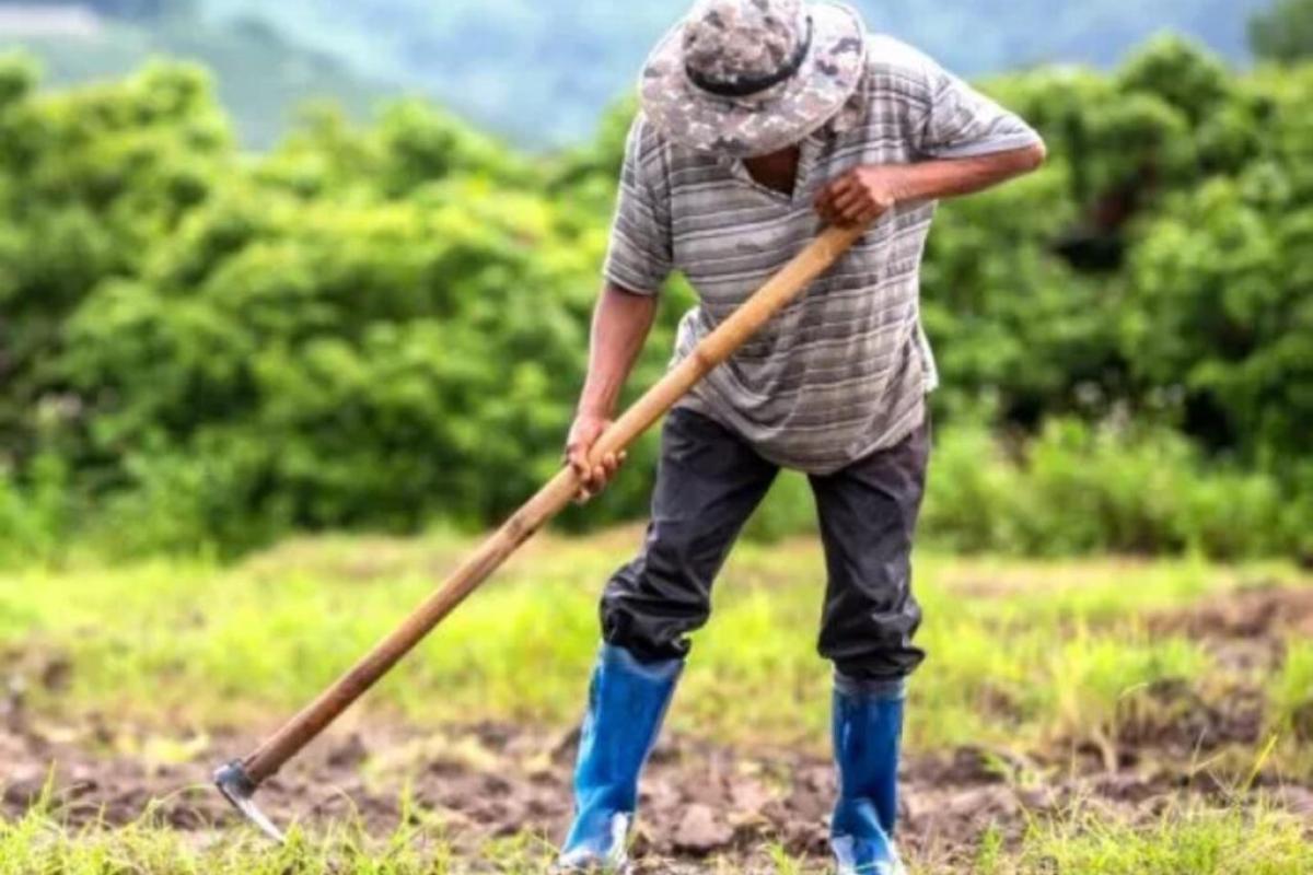 Productores hortícolas de La Plata, atrapados en un círculo de deudas: casi la mitad se endeuda para comprar alimentos
