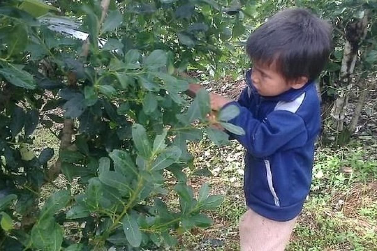 Yerba mate y trabajo infantil: Ponen la lupa sobre UATRE y exigen que explique qué hace para proteger a los cosecheros