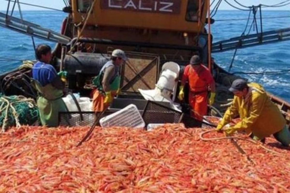 Langostinos: en pleno conflicto con el SOMU, más de 2.000 marineros se anotaron para firmar contratos de ajuste