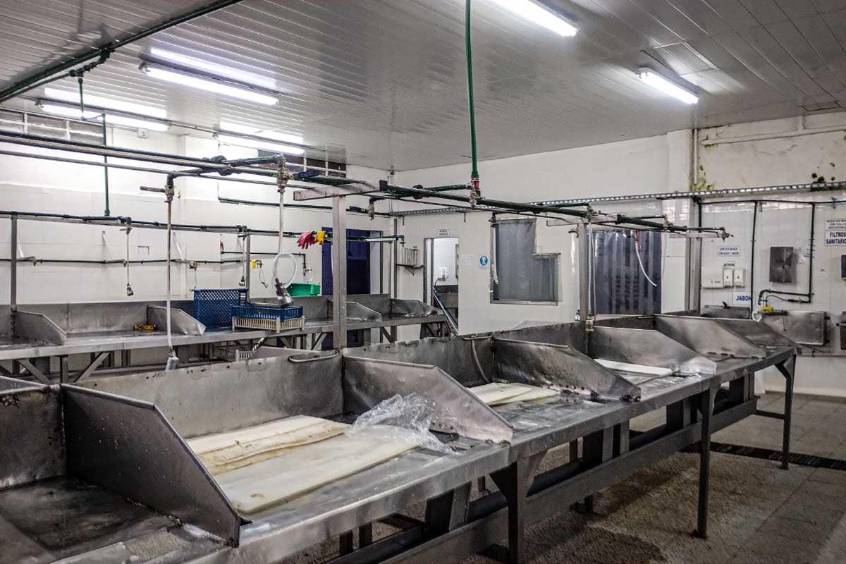 Tensión en Apolo Fish: denuncian despidos arbitrarios y toman la planta en Mar del Plata