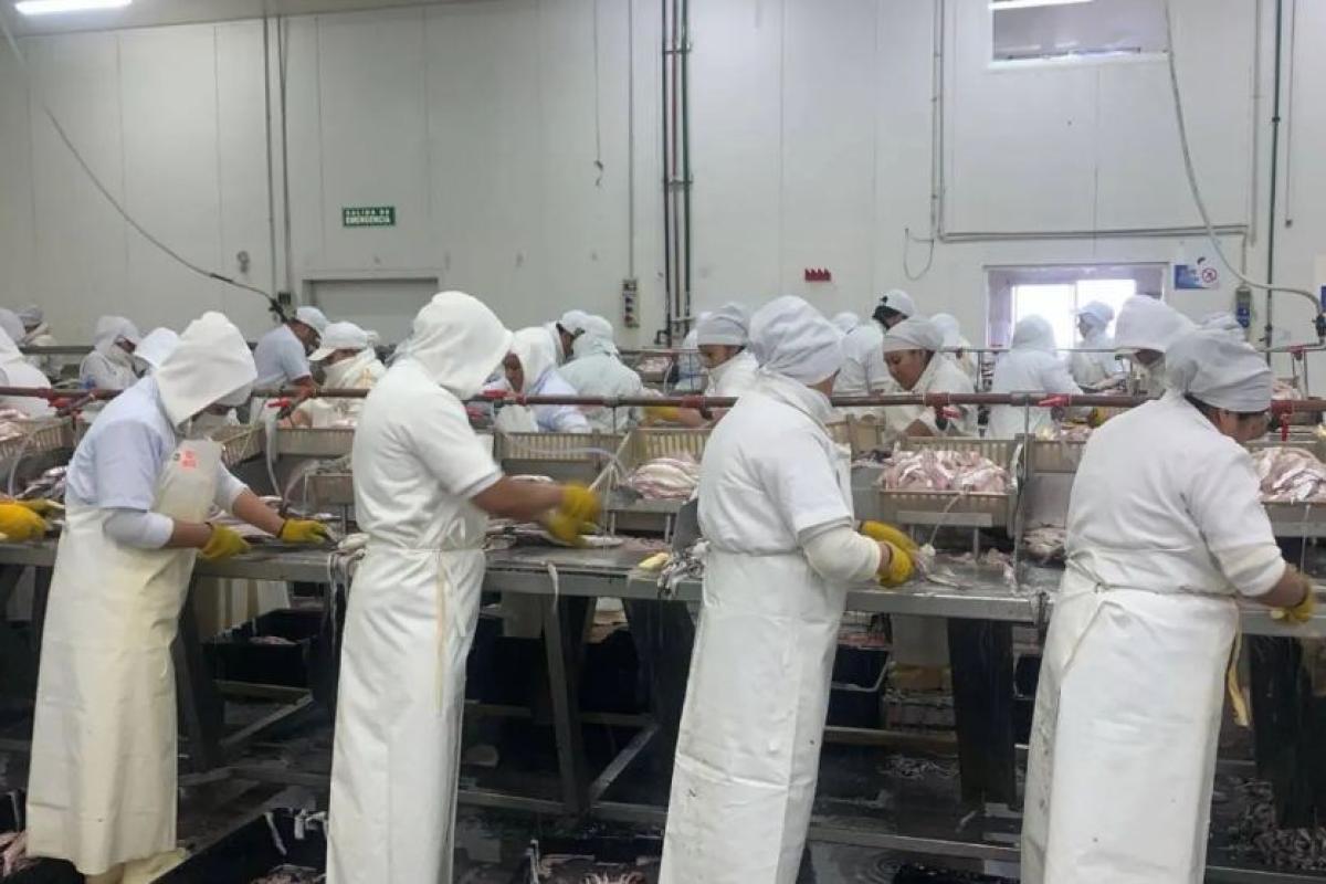 Se profundiza la interna sindical en las pesqueras de Santa Cruz: SITFAL busca sumar afiliados y el STIA denuncia irregularidades
