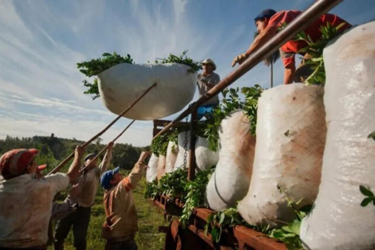 Crisis yerbatera en Misiones: productores amenazan con frenar la cosecha y alertan por un posible desabastecimiento