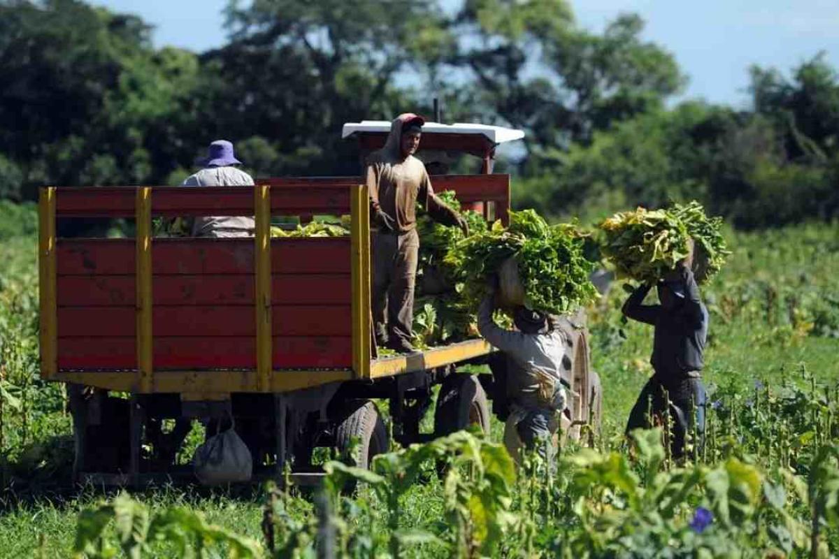 ANSES actualizó el SUAF rural: la asignación por hijo sube a $136.666