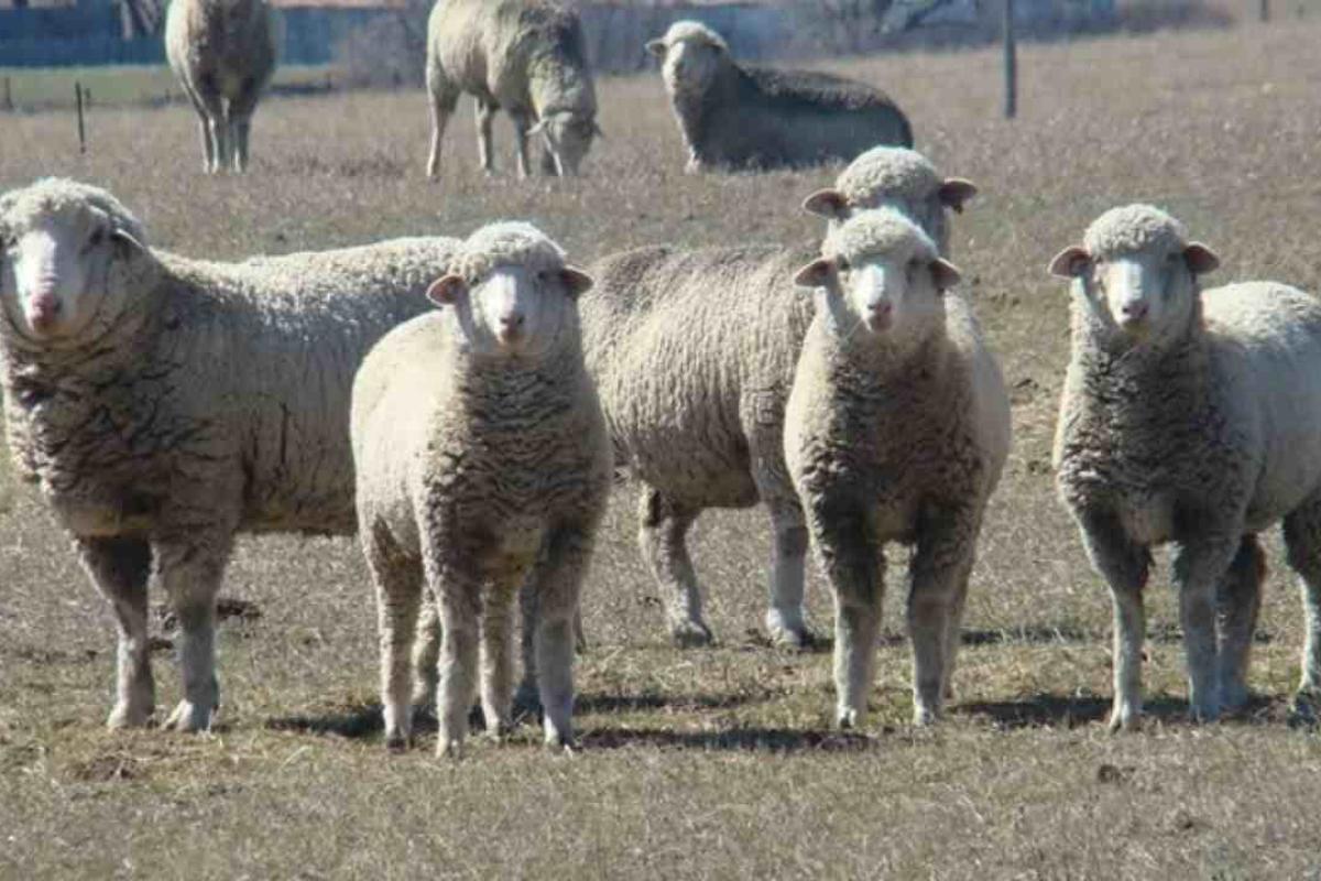 Tensión por la carne patagónica: Chile cerró el mercado y crece el temor a un efecto dominó