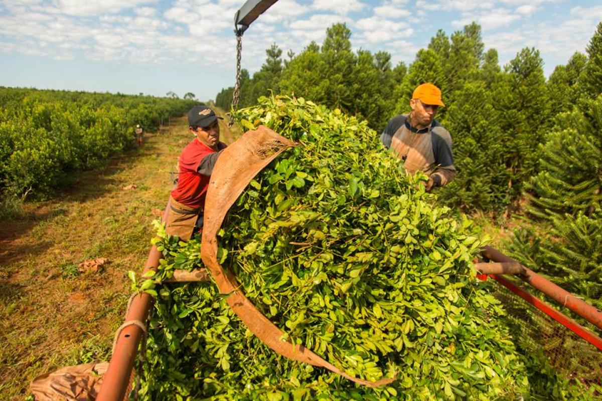 Alertan que la desregulación de la yerba mate profundiza la crisis productiva y empuja trabajadores misioneros hacia Brasil