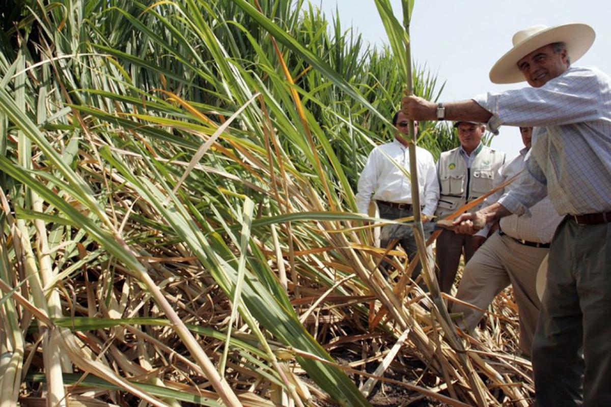 Crisis azucarera en Tucumán: sequía, altos costos y precios en baja ponen en jaque a los cañeros