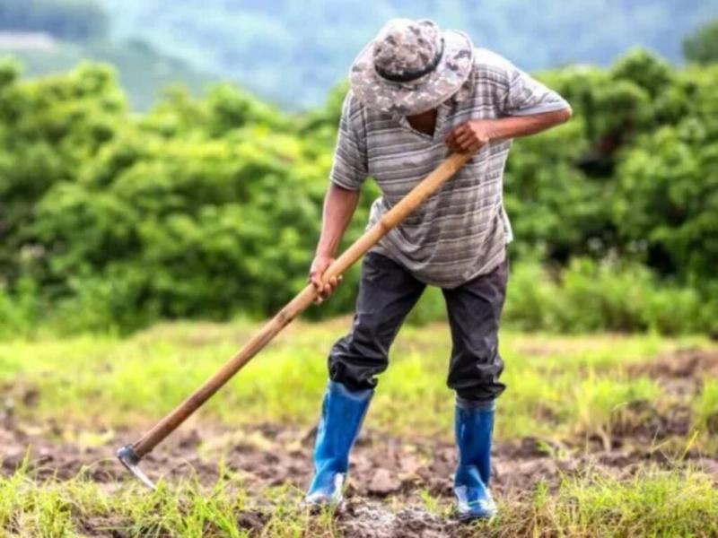 Productores hortícolas de La Plata, atrapados en un círculo de deudas: casi la mitad se endeuda para comprar alimentos