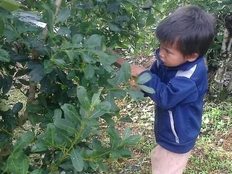Yerba mate y trabajo infantil: Ponen la lupa sobre UATRE y exigen que explique qué hace para proteger a los cosecheros