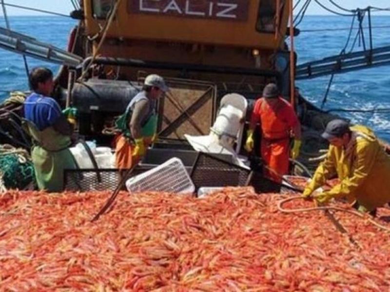 Langostinos: en pleno conflicto con el SOMU, más de 2.000 marineros se anotaron para firmar contratos de ajuste