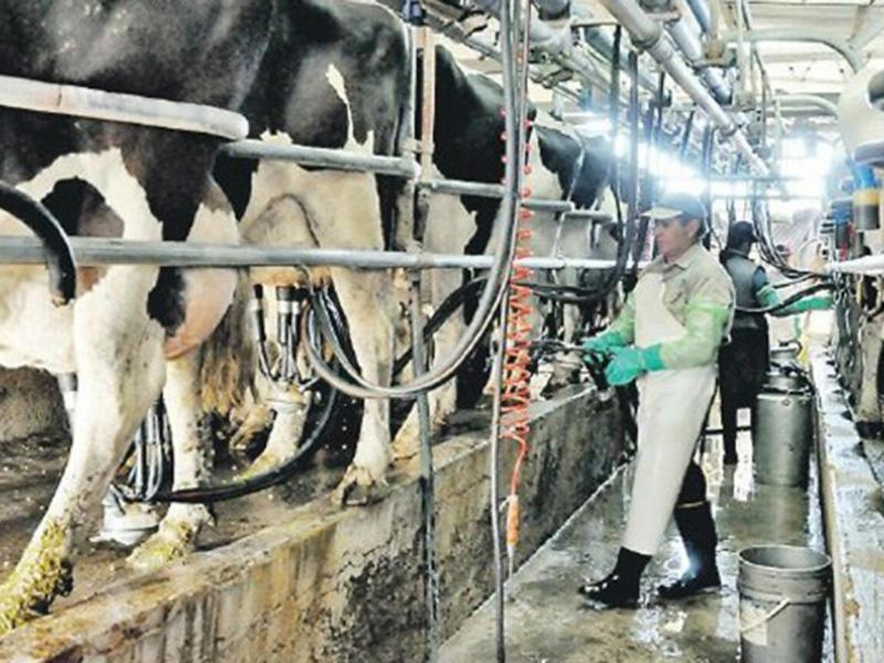 El Gobierno elimina los últimos controles comerciales sobre la industria láctea y crecen las preocupaciones por la informalidad