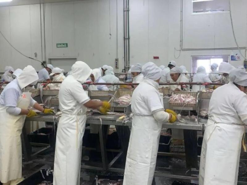 Se profundiza la interna sindical en las pesqueras de Santa Cruz: SITFAL busca sumar afiliados y el STIA denuncia irregularidades