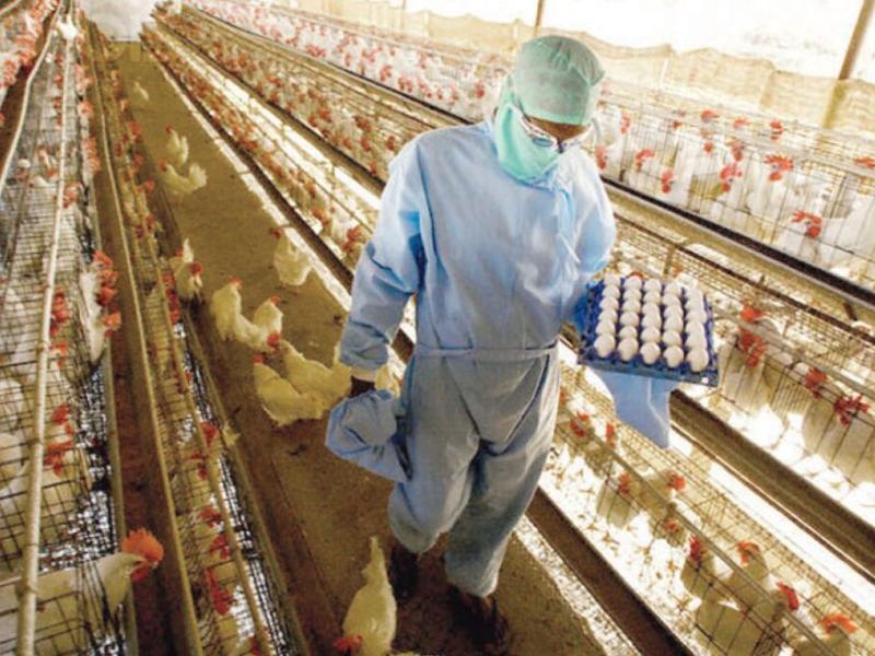 La FTIA y CAPIA acordaron una suba salarial del 7,2% para la actividad avícola