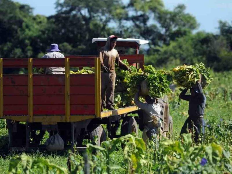 ANSES actualizó el SUAF rural: la asignación por hijo sube a $136.666