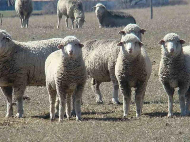 Tensión por la carne patagónica: Chile cerró el mercado y crece el temor a un efecto dominó