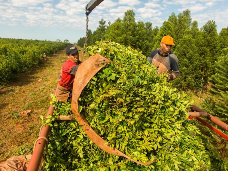 Alertan que la desregulación de la yerba mate profundiza la crisis productiva y empuja trabajadores misioneros hacia Brasil