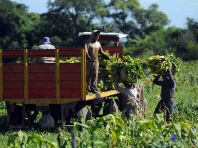 ANSES actualizó el SUAF rural: la asignación por hijo sube a $136.666