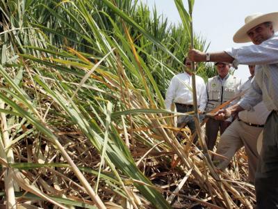 Crisis azucarera en Tucumán: sequía, altos costos y precios en baja ponen en jaque a los cañeros